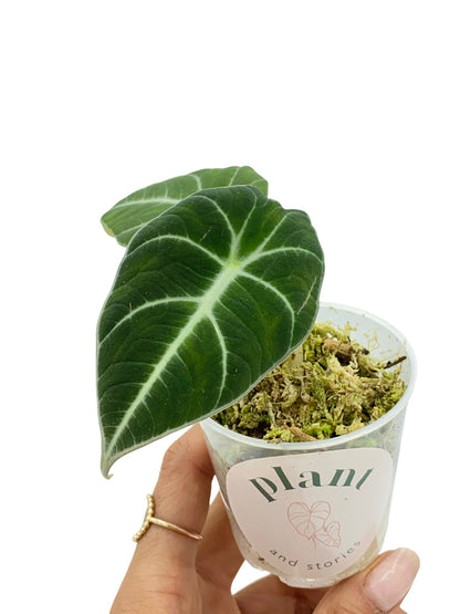 Alocasia Black Velvet