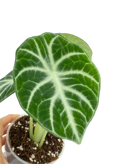 Alocasia Black Ninja