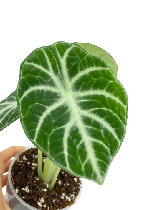 Alocasia Black Ninja