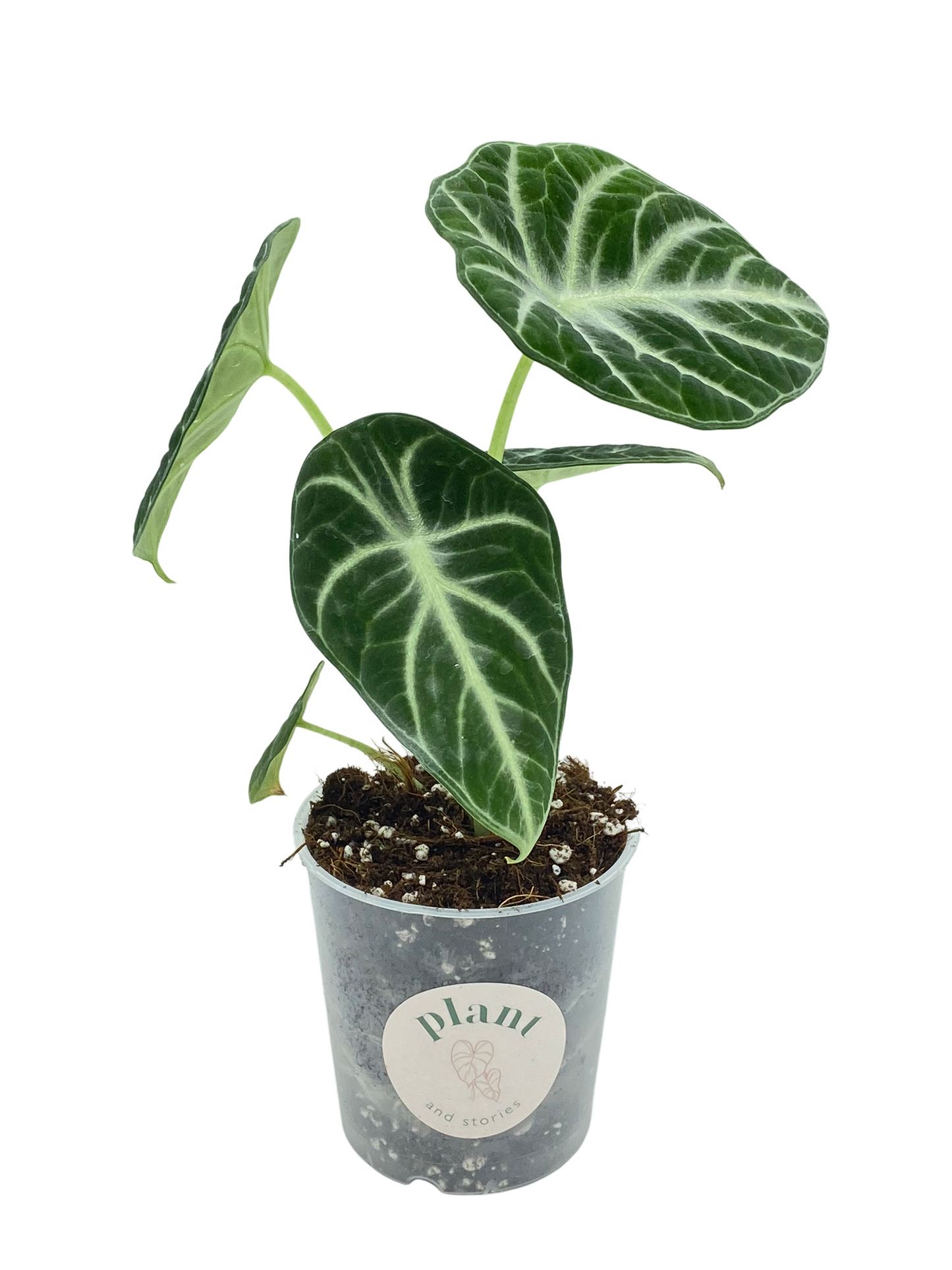 Alocasia Black Ninja