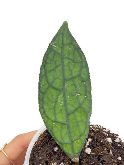 Hoya Clemensiorum