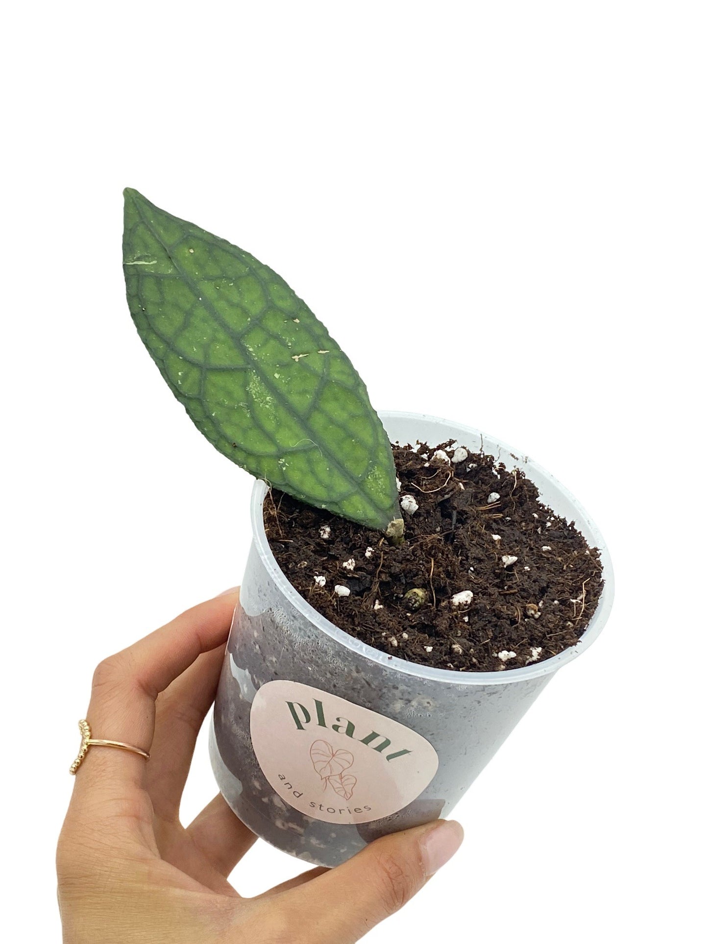 Hoya Clemensiorum