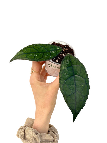 Hoya Clemensiorum