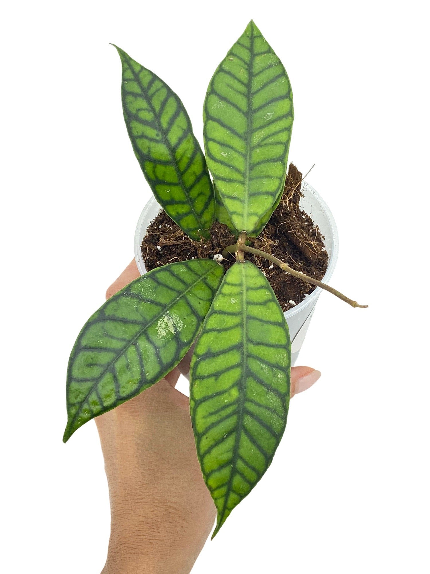 Hoya Callistophylla Cutting - Elegant Ribbed Foliage – plantandstories