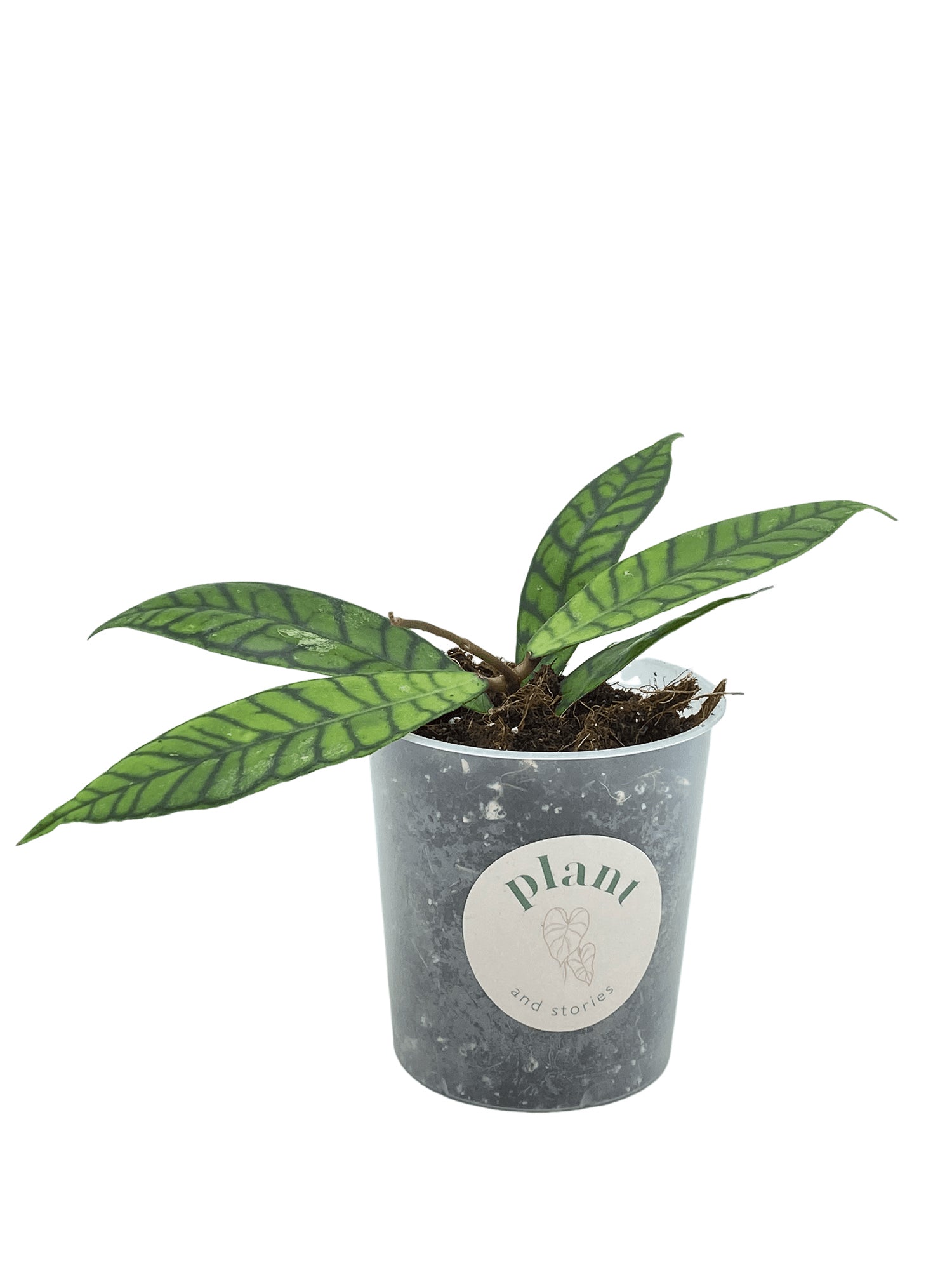 Hoya Callistophylla Cutting - Elegant Ribbed Foliage – plantandstories
