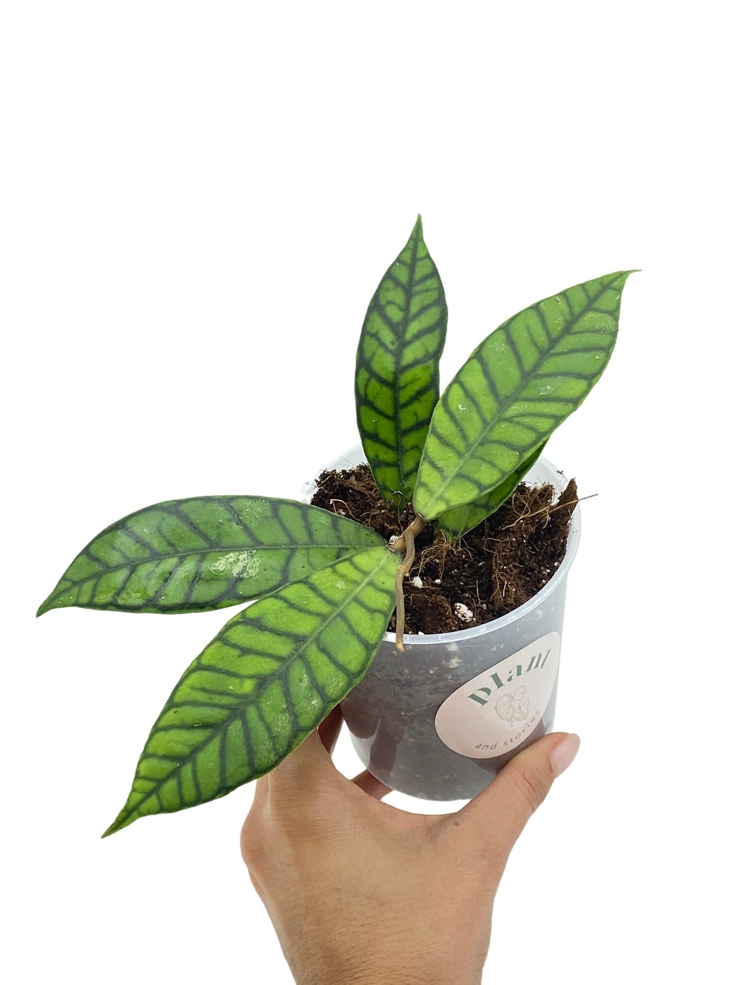 Hoya Callistophylla Cutting - Elegant Ribbed Foliage – plantandstories