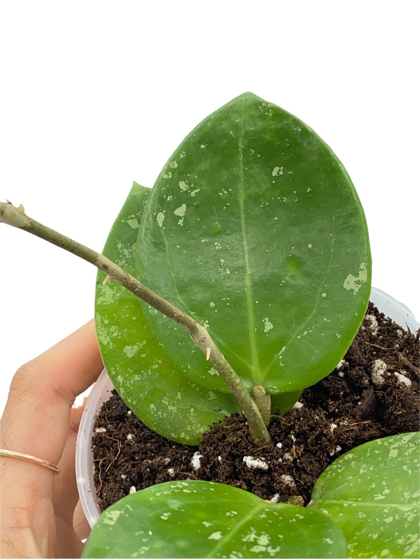Hoya Parasitica