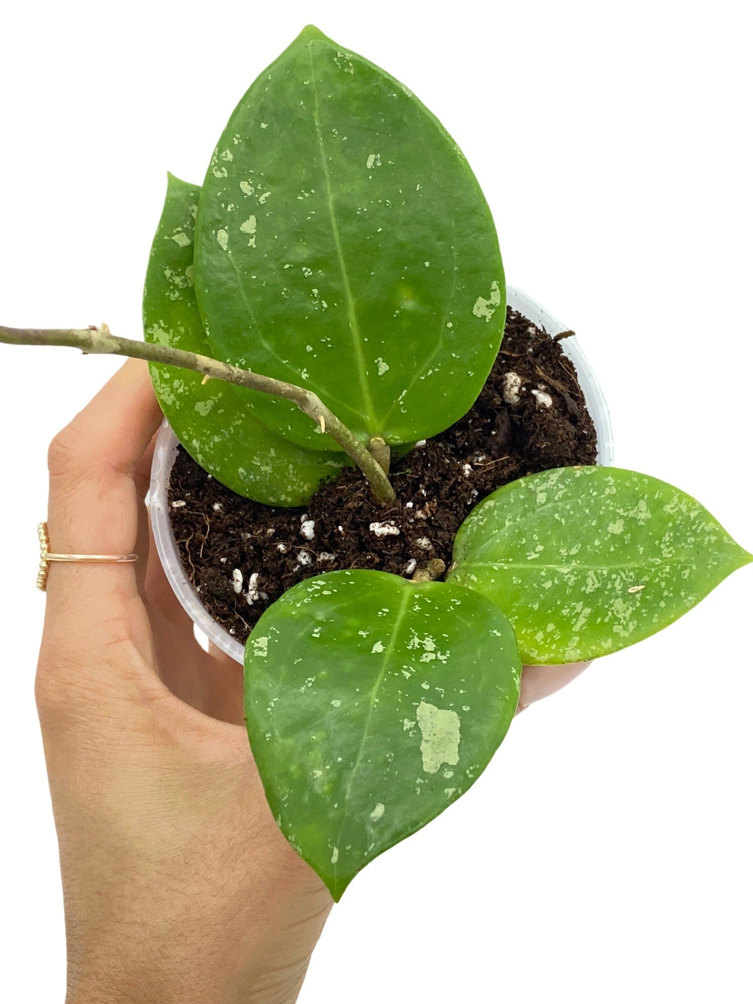 Magnifique Hoya Parasitica aux feuilles ovales vert foncé mouchetées de blanc argenté dans un petit pot blanc