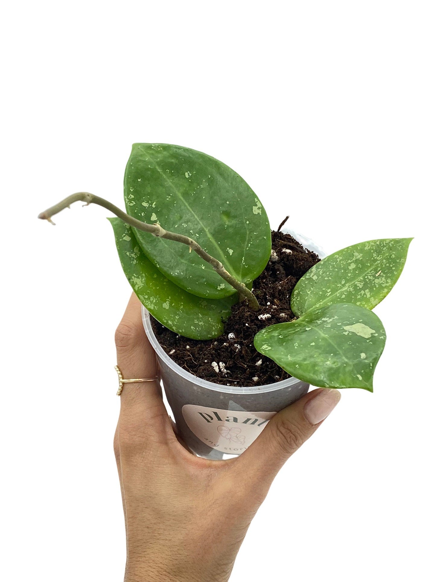 Hoya Parasitica