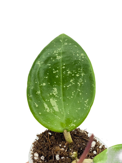 Hoya Parasitica