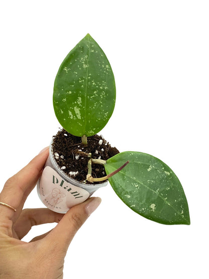 Hoya Parasitica