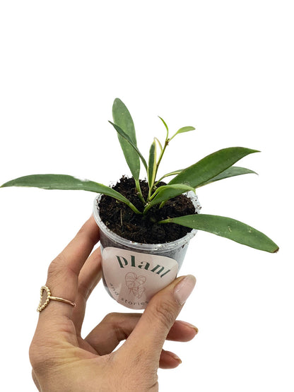 Hoya Tsangii Albomarginata Variegata