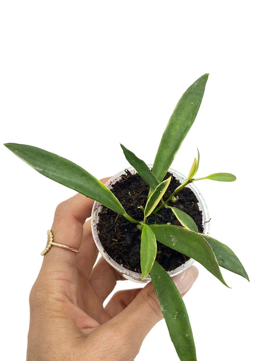 Hoya Tsangii Albomarginata Variegata