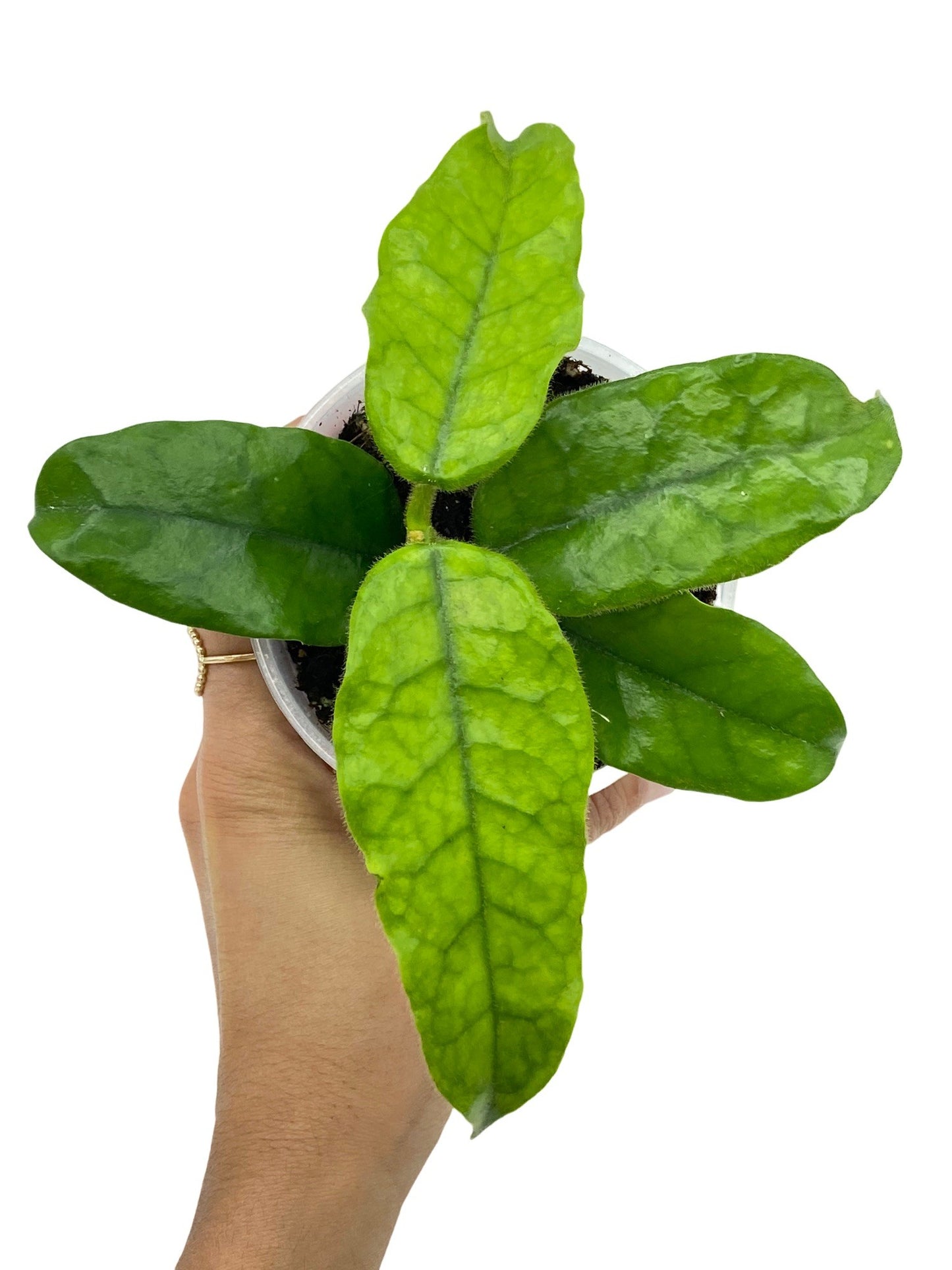 Hoya Villosa