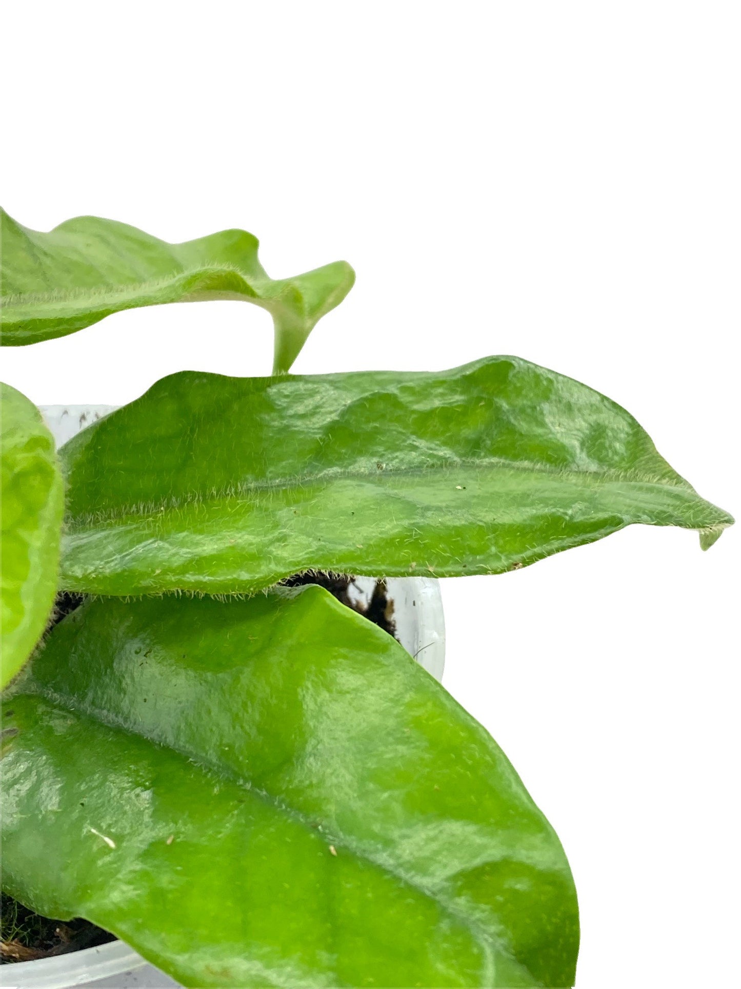 Hoya Villosa