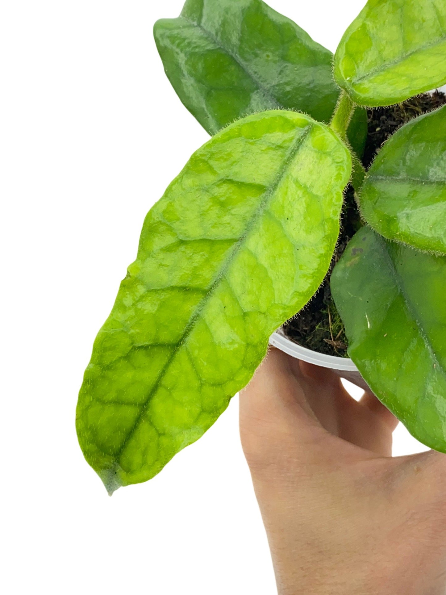 Hoya Villosa