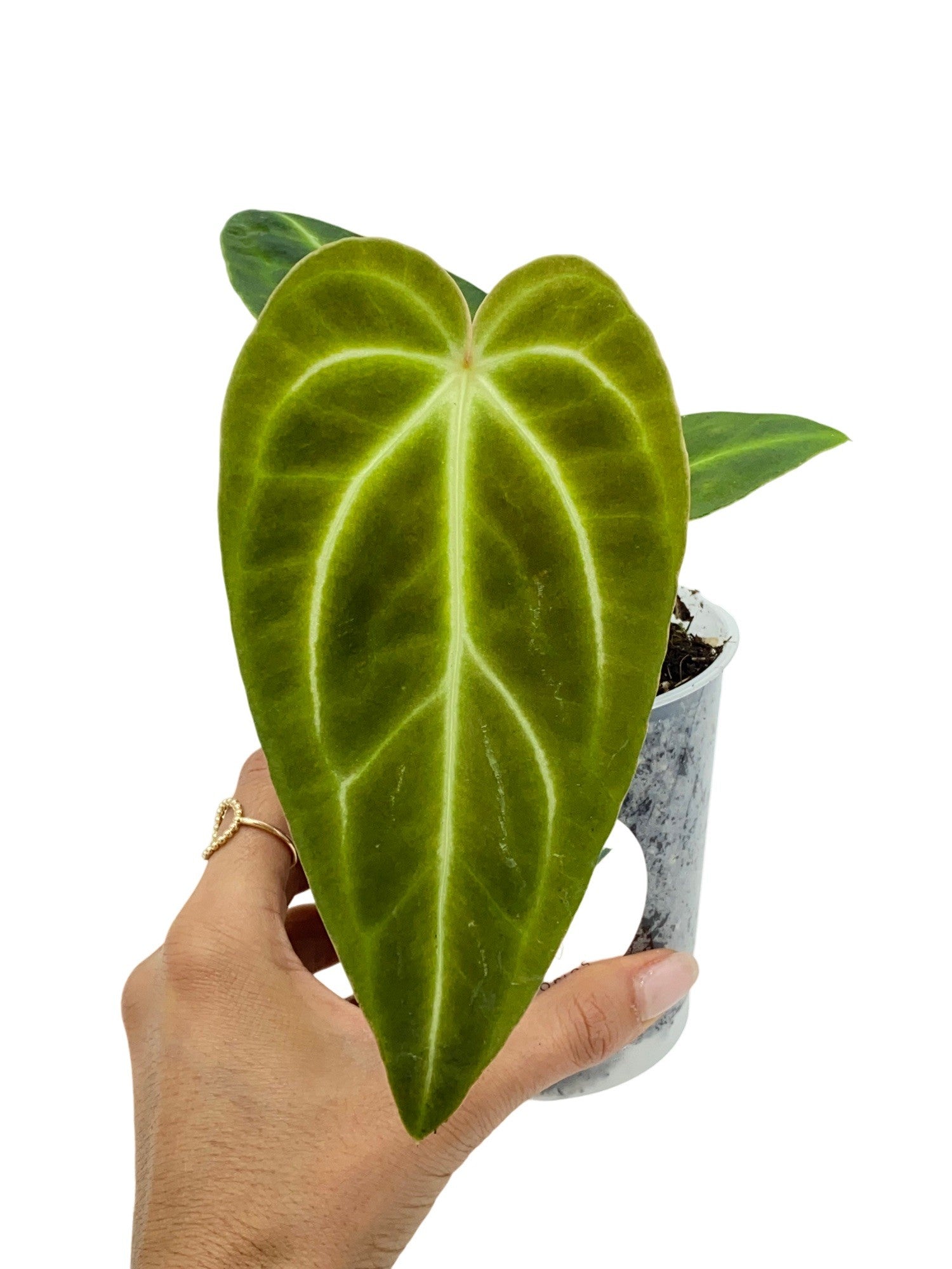 anthurium regale for sale Anthurium Regale – plantandstories