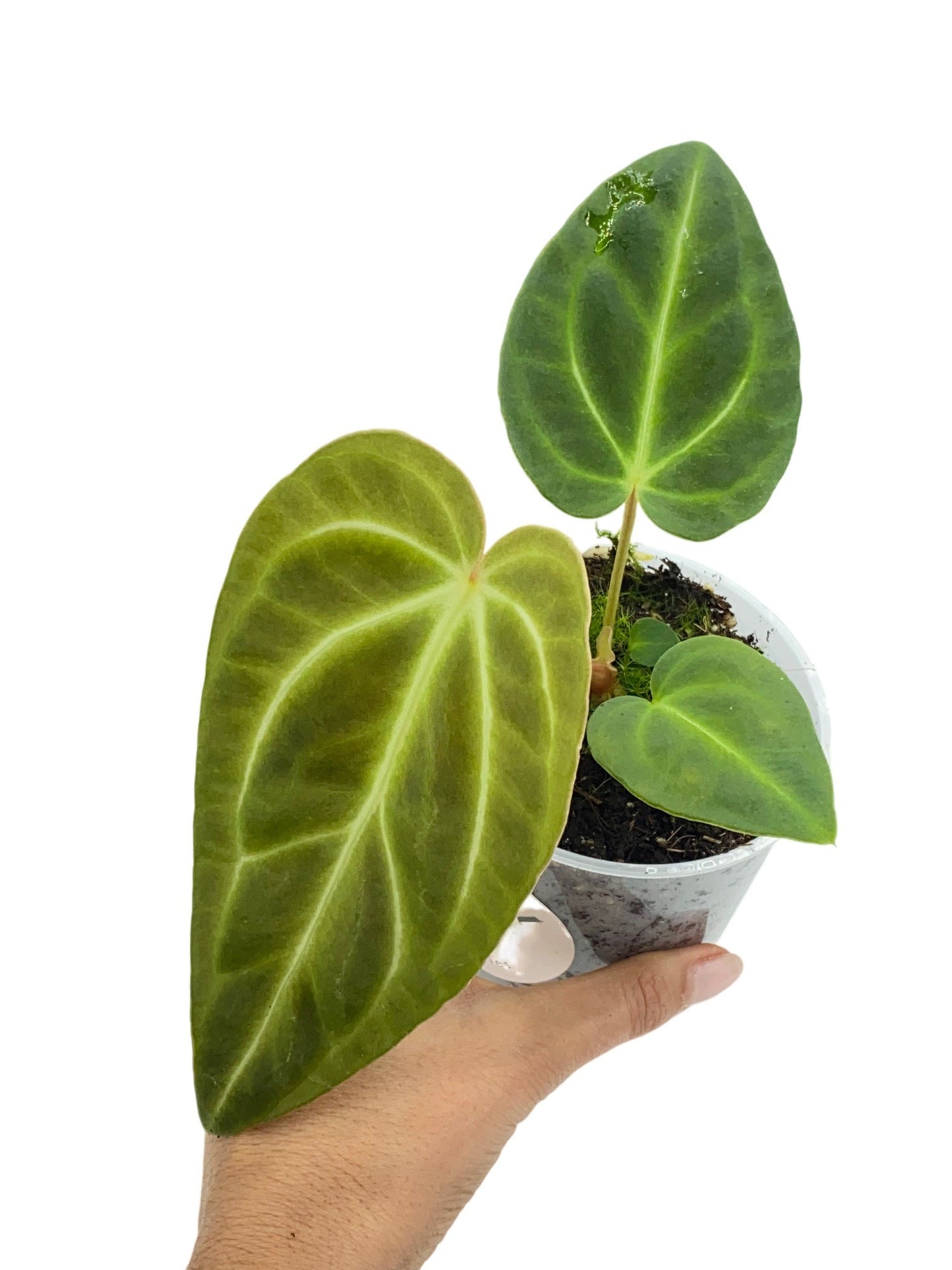 Anthurium Regale