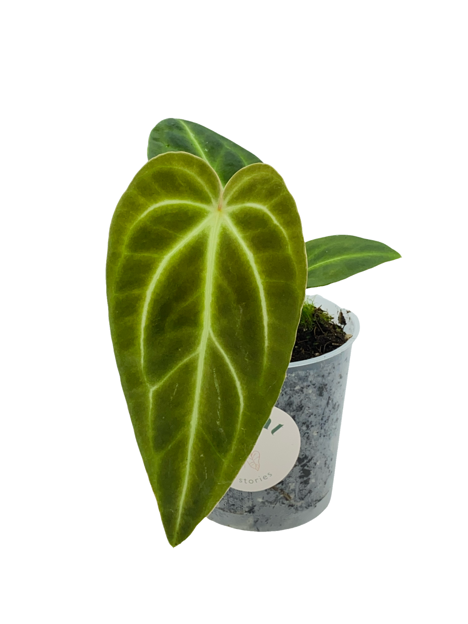 anthurium regale new leaf Anthurium Regale – plantandstories