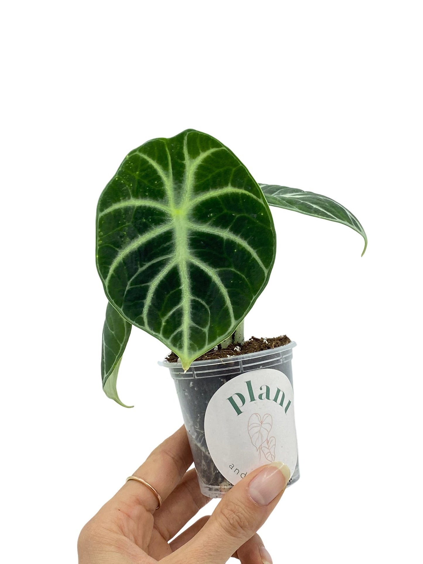 Alocasia Black Ninja