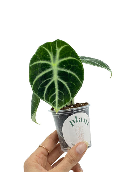 Alocasia Black Ninja