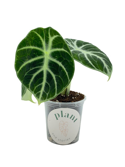 Alocasia Black Ninja