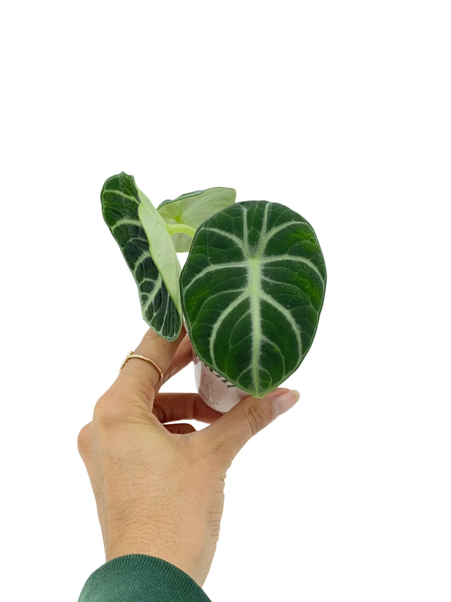 Alocasia Black Ninja