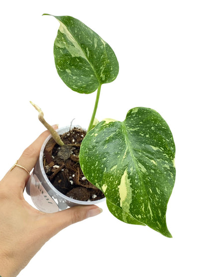 Monstera Thai Constellation