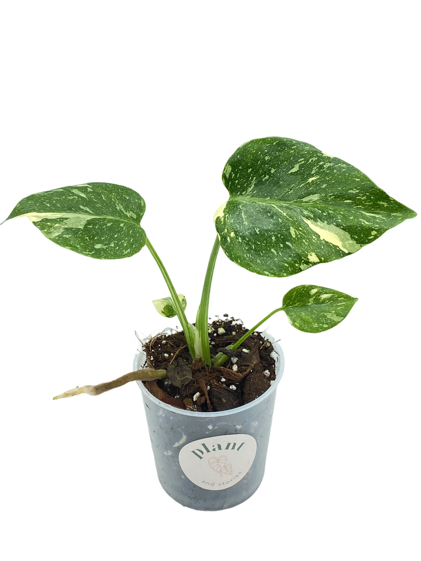 Monstera Thai Constellation