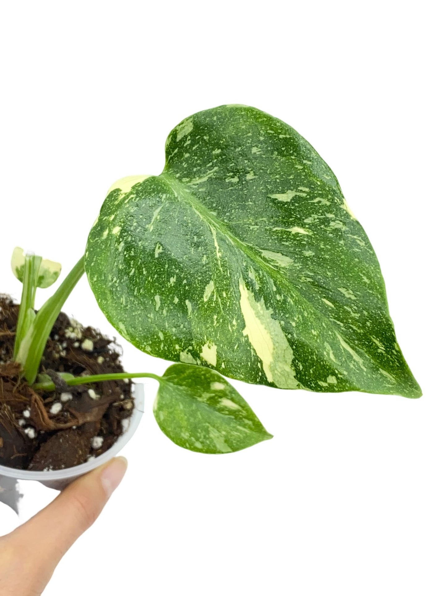 Monstera Thai Constellation