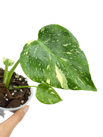 Monstera Thai Constellation