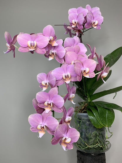 Premium Orchid Potting Soil, Orchid Substrate, Potting Soil for All Orchids 4L