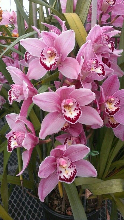 Premium Orchid Potting Soil, Orchid Substrate, Potting Soil for All Orchids 4L