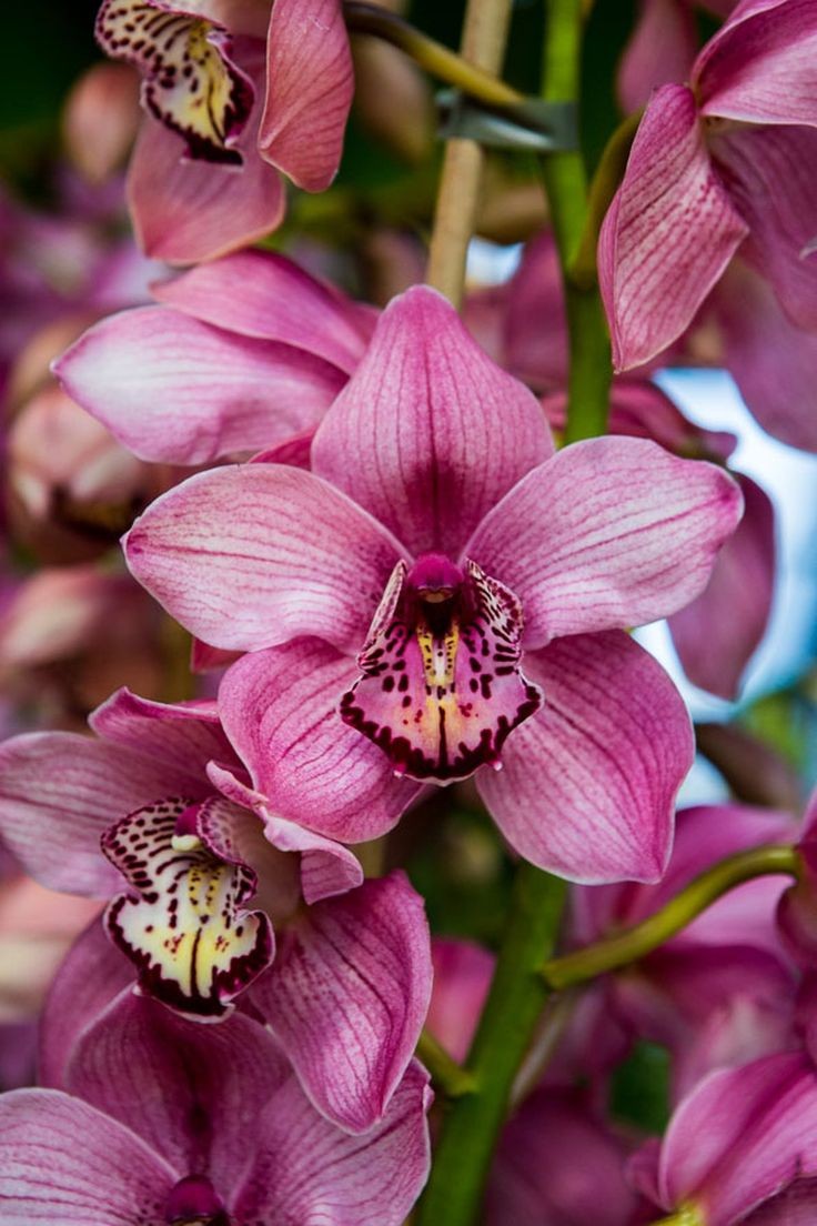Premium Orchid Potting Soil, Orchid Substrate, Potting Soil for All Orchids 4L