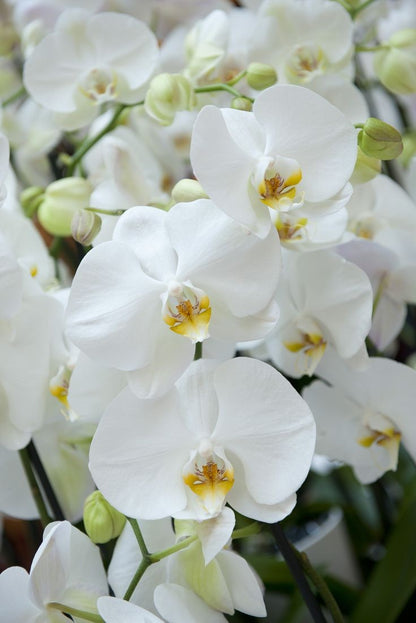 Premium Orchid Potting Soil, Orchid Substrate, Potting Soil for All Orchids 4L