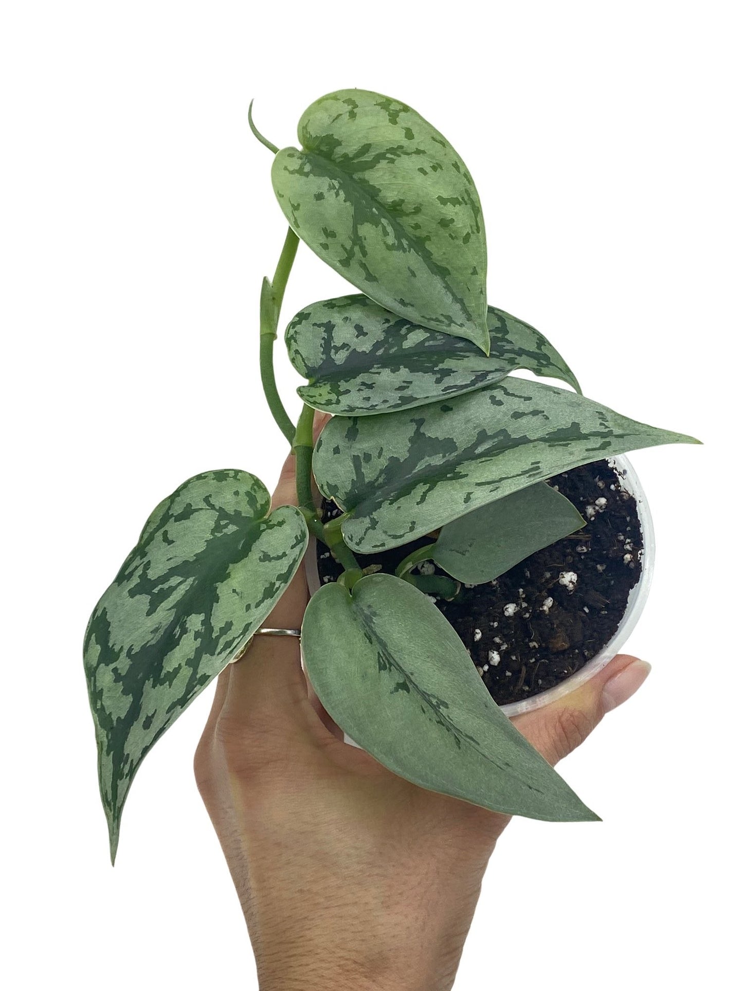 Scindapsus Silver Lady