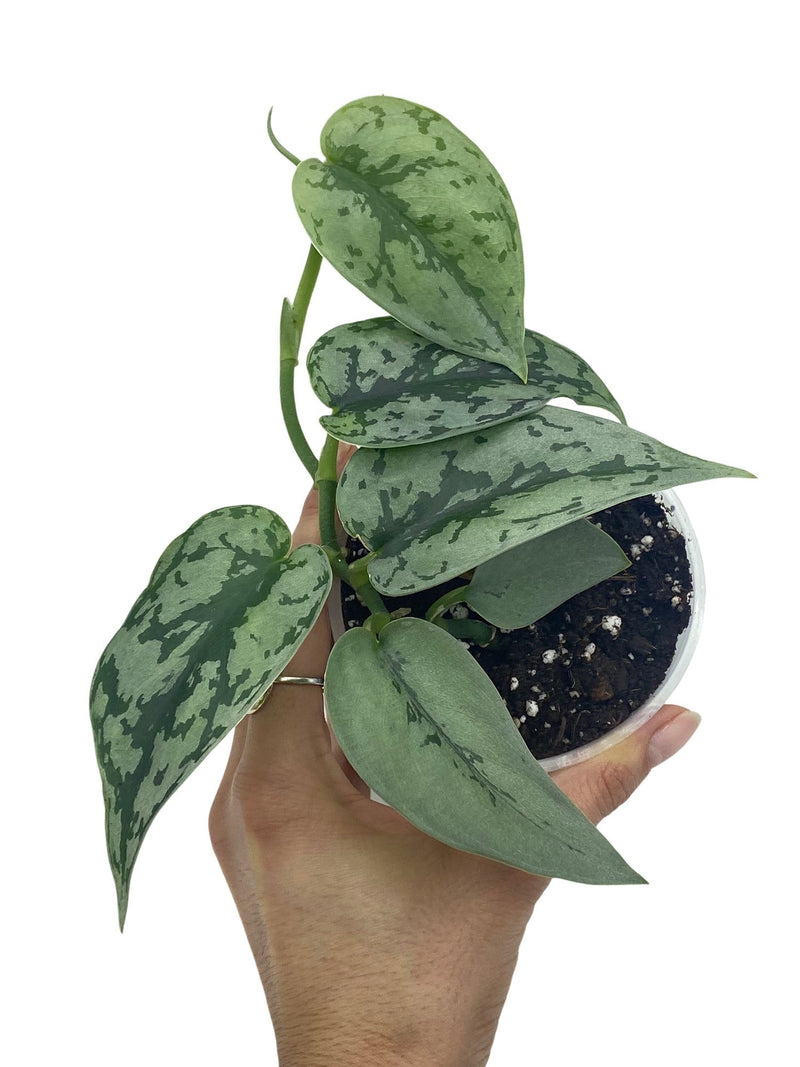 Scindapsus Silver Lady