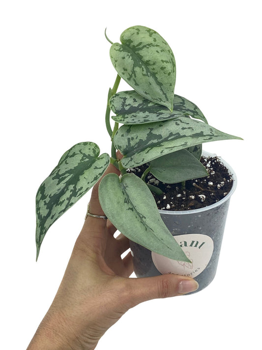 Magnifique Scindapsus Silver Lady aux feuilles vertes panachées de reflets argentés dans un pot transparent
