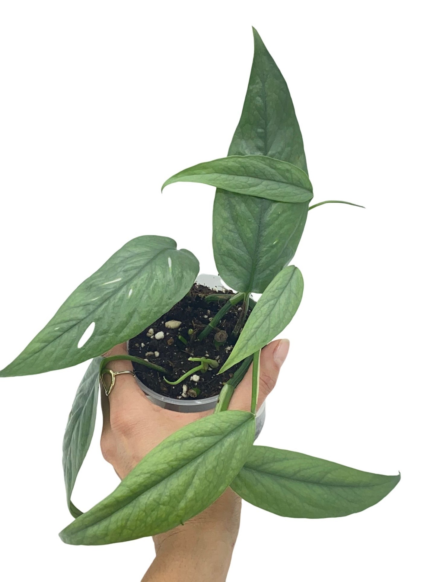 Epipremnum Cebu blue
