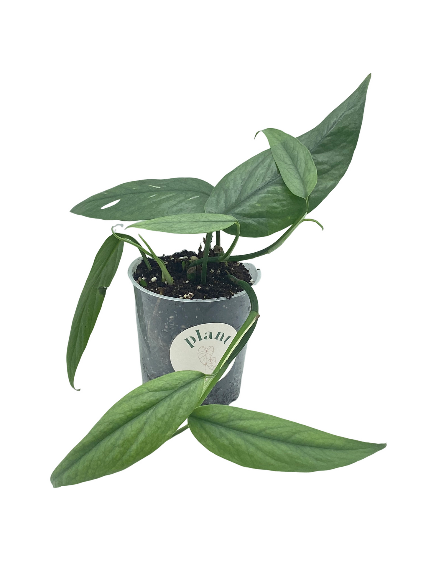 Epipremnum Cebu blue