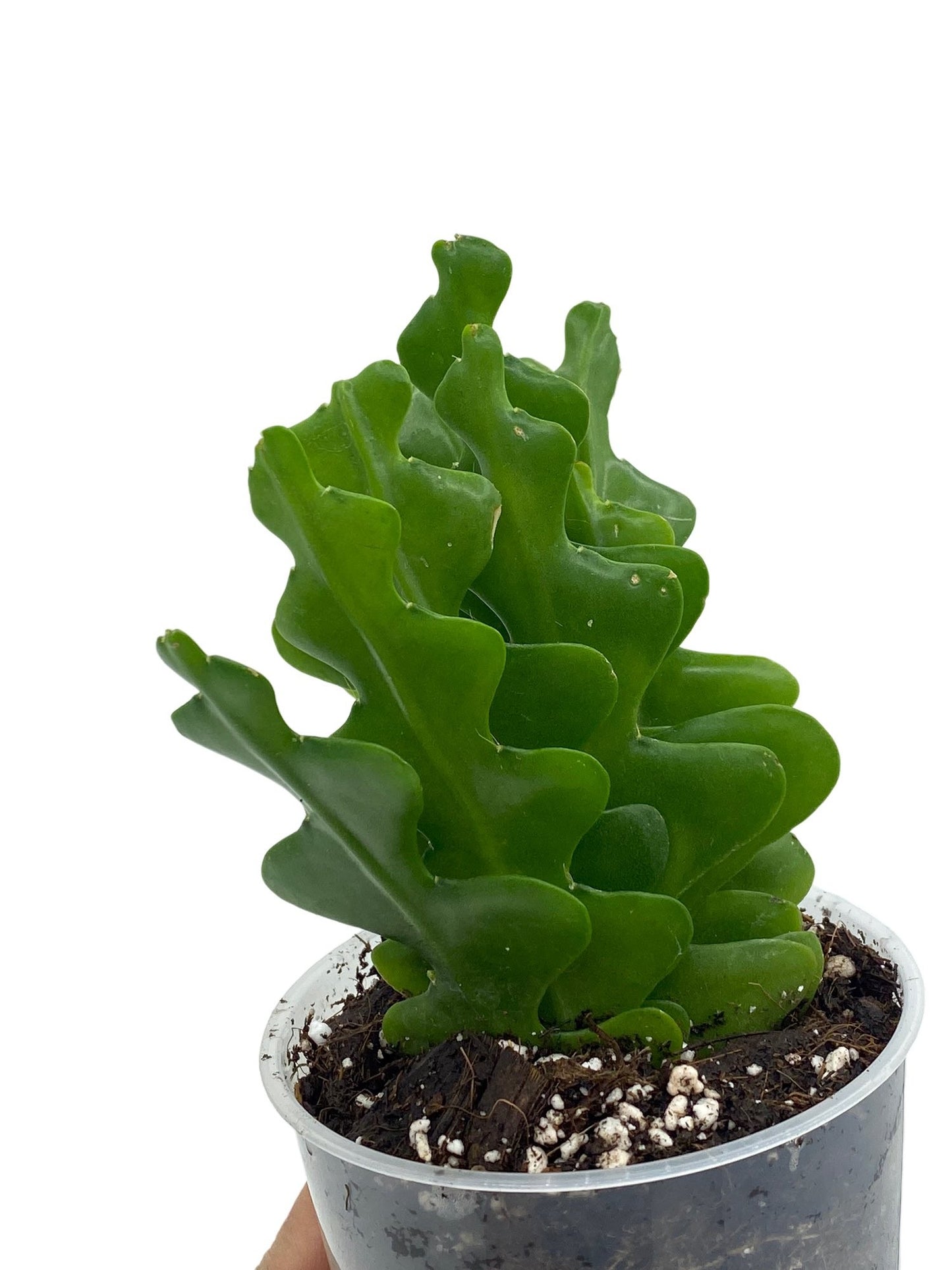 Epiphyllum Anguliger