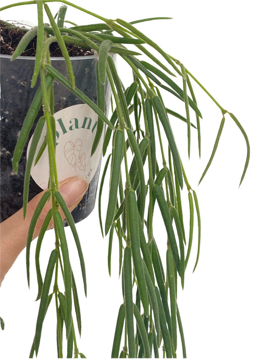 Hoya Linearis, une plante tombante à longues tiges vertes, feuillage linéaire et duveteux dans son pot transparent