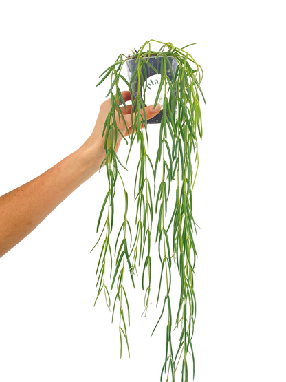 Hoya Linearis