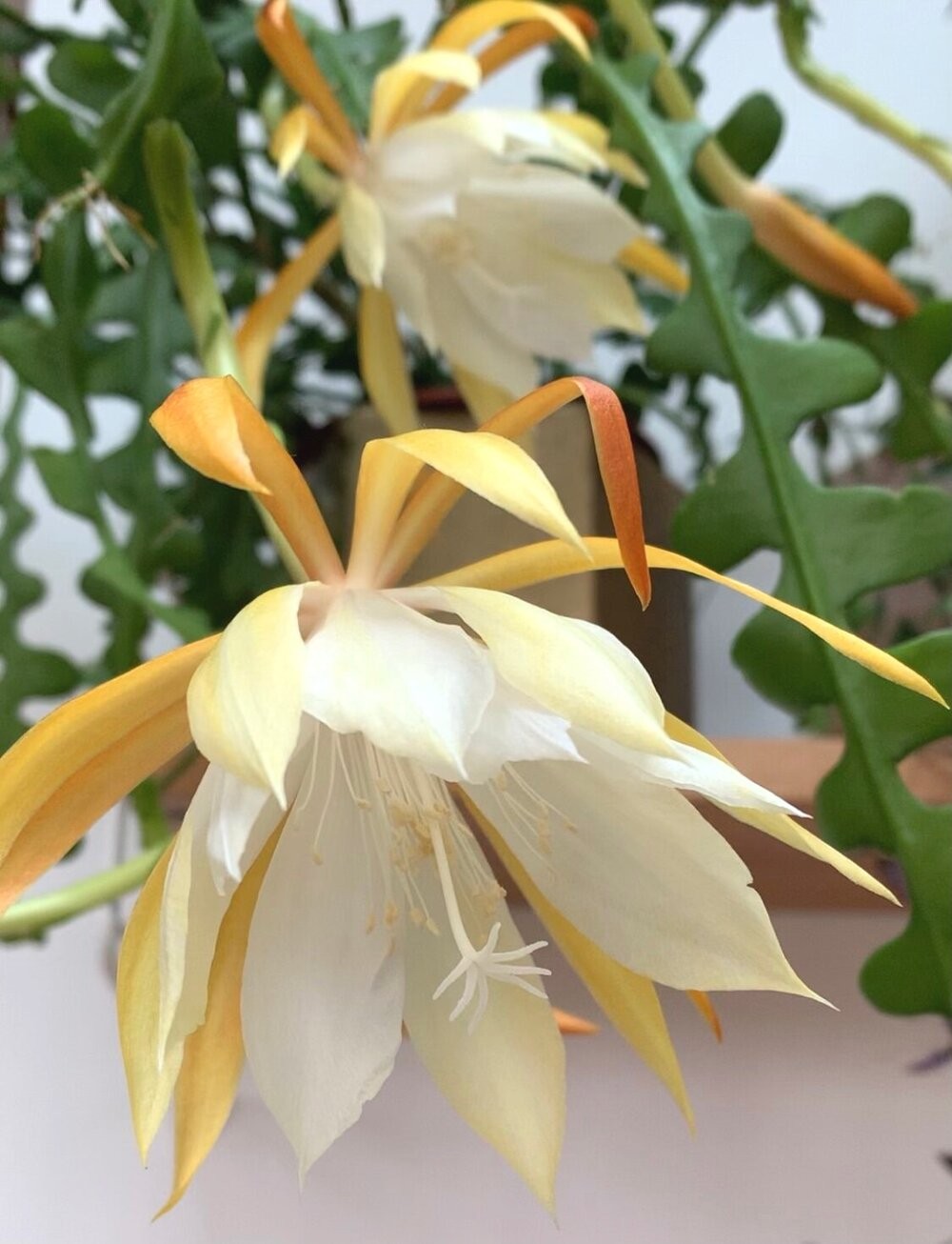 Epiphyllum Anguliger