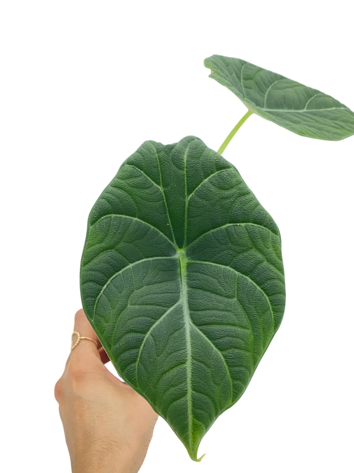 Alocasia Maharani