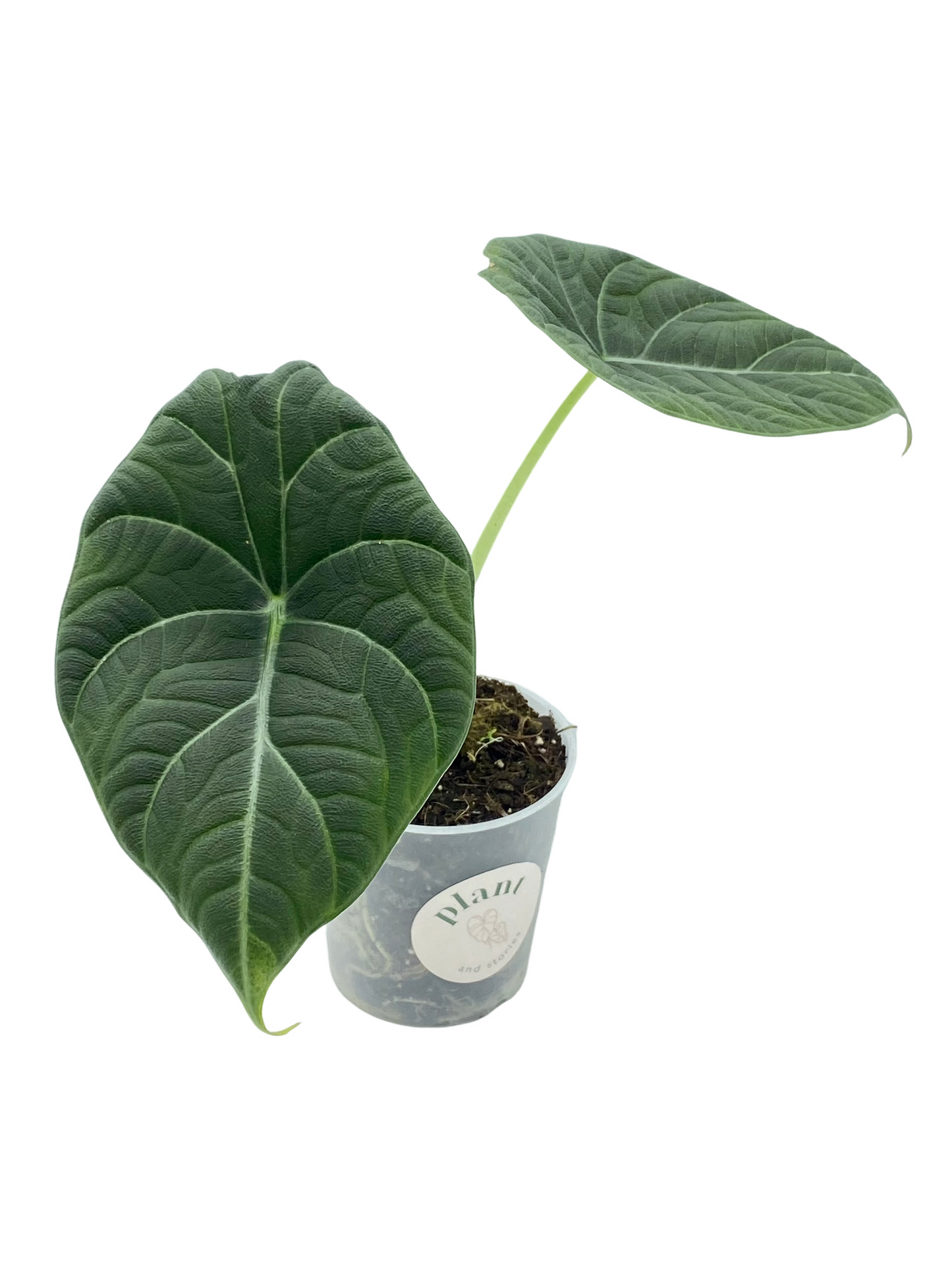 Alocasia Maharani