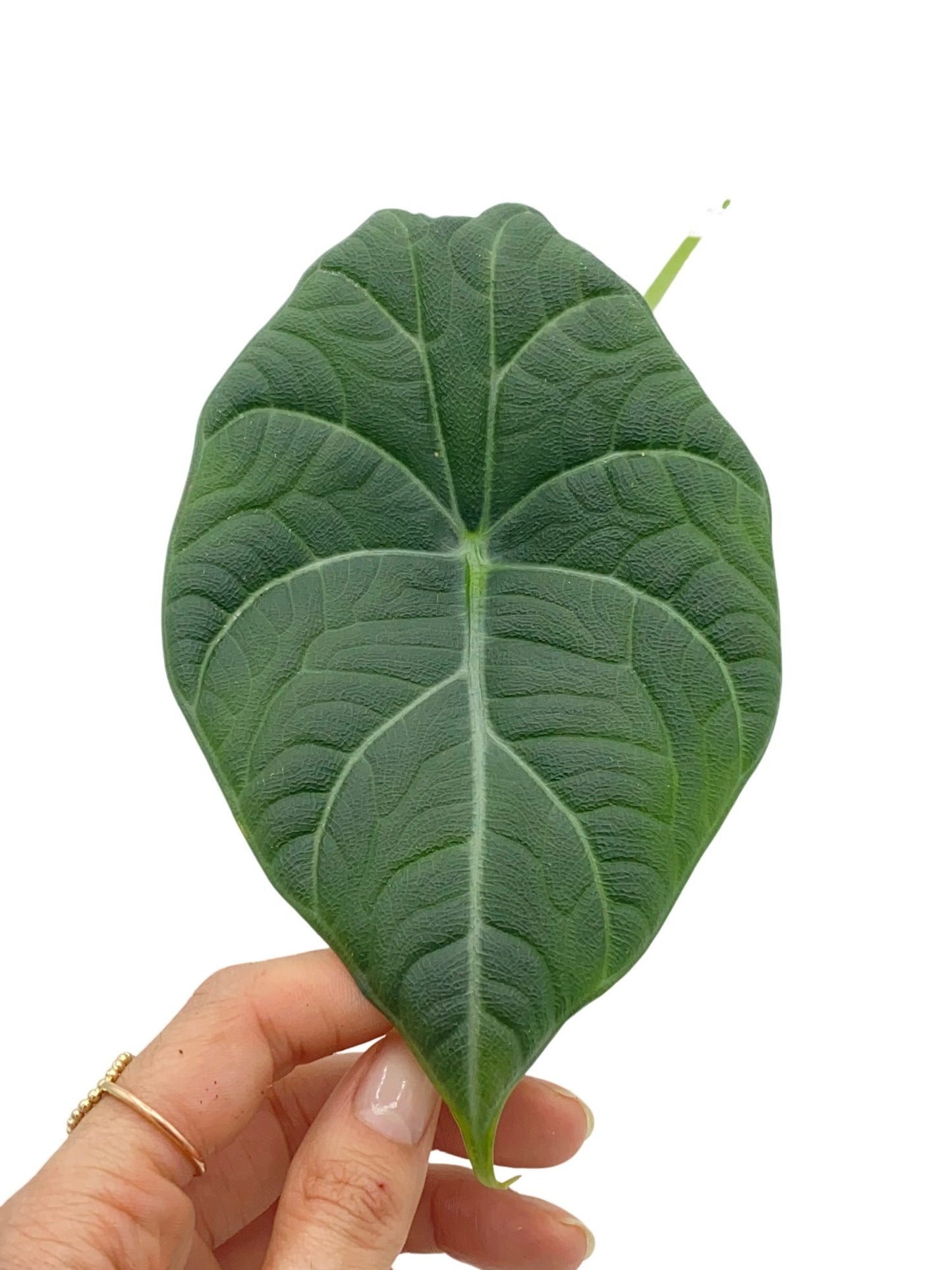 Alocasia Maharani