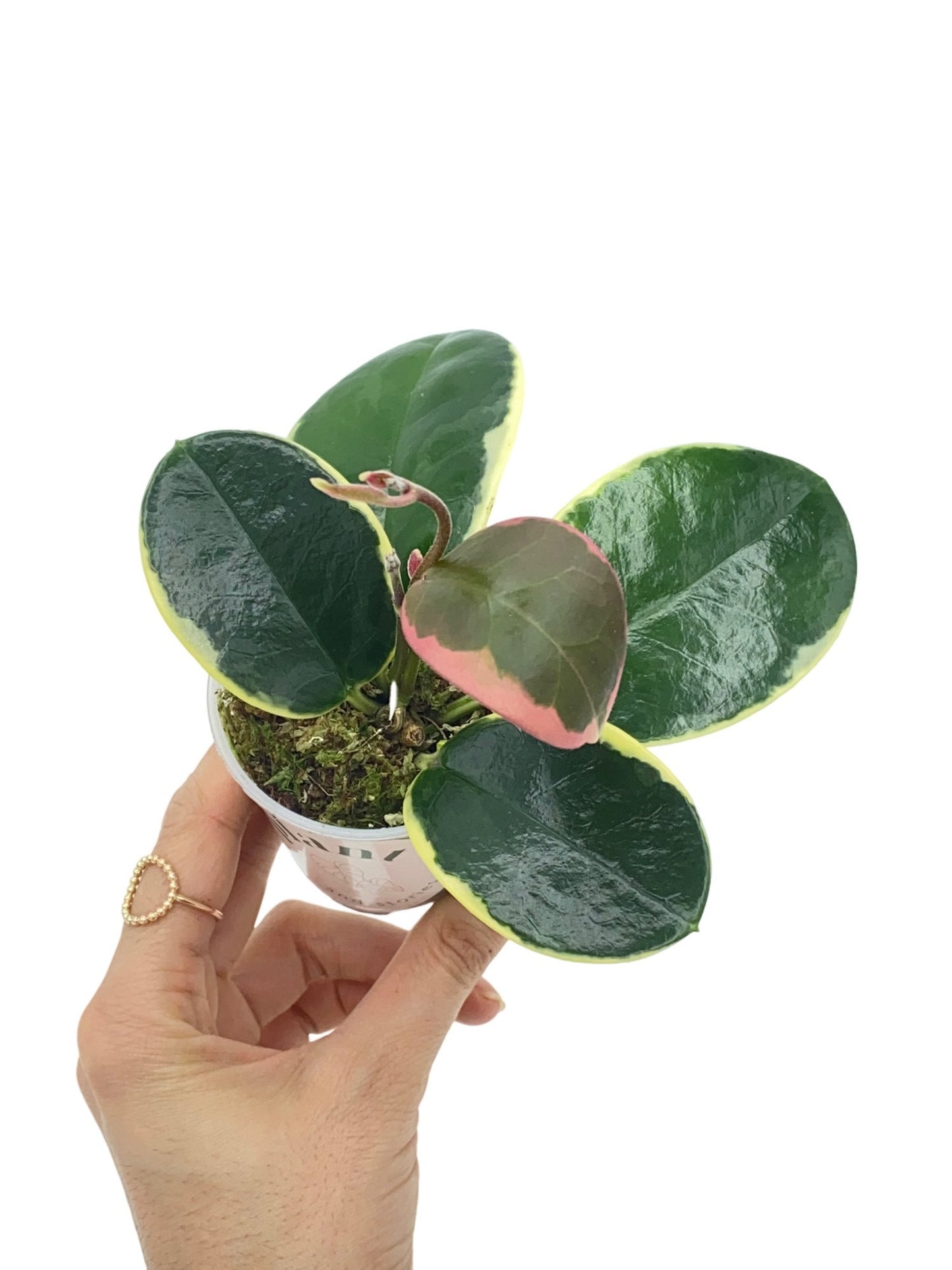 Hoya Australis Blondie