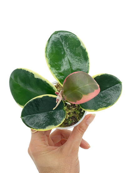 Hoya Australis Blondie