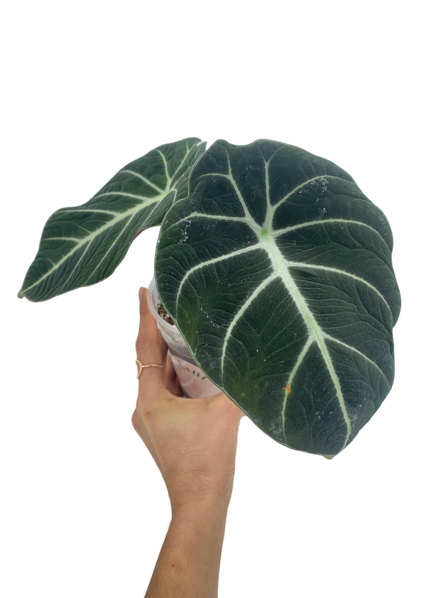 Alocasia Black Velvet